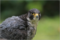<p>SOKOL STĚHOVAVÝ (Falco peregrinus) - hnízdí v NP České Švýcarsko (foto-pták v lidské péči)</p>